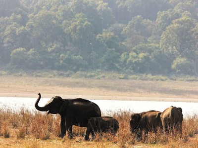 Elephant Family at Jim Corbett National Park