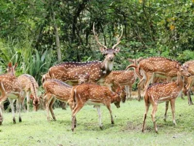 Group of deer Best Plan for a 4-day tour to Bhitarkanika