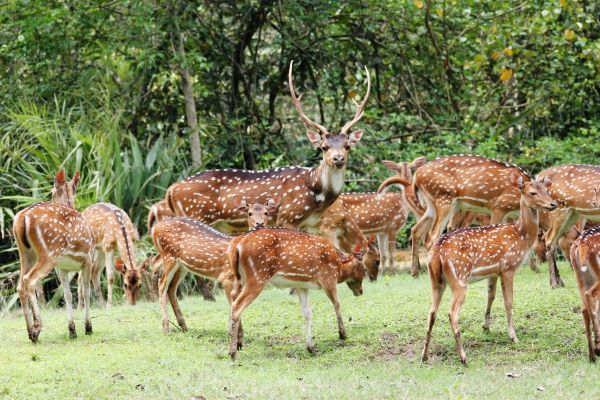 Group of deer Best Plan for a 4-day tour to Bhitarkanika