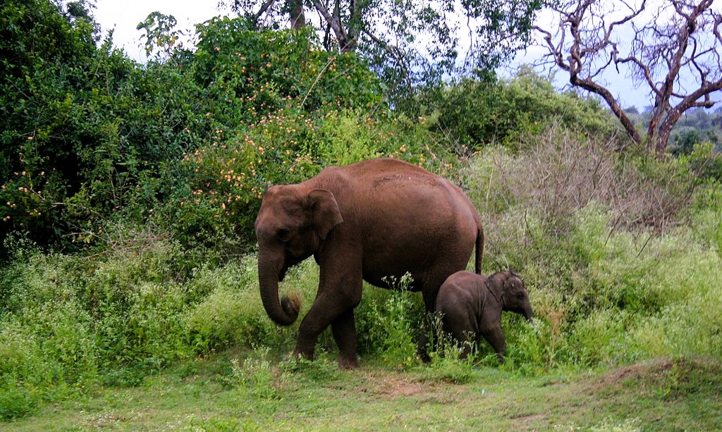 Bangalore to Ooty - The Best Pictorial Journey through Nature's Wonderland