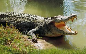 bhitarkanika national park