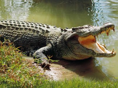 bhitarkanika national park