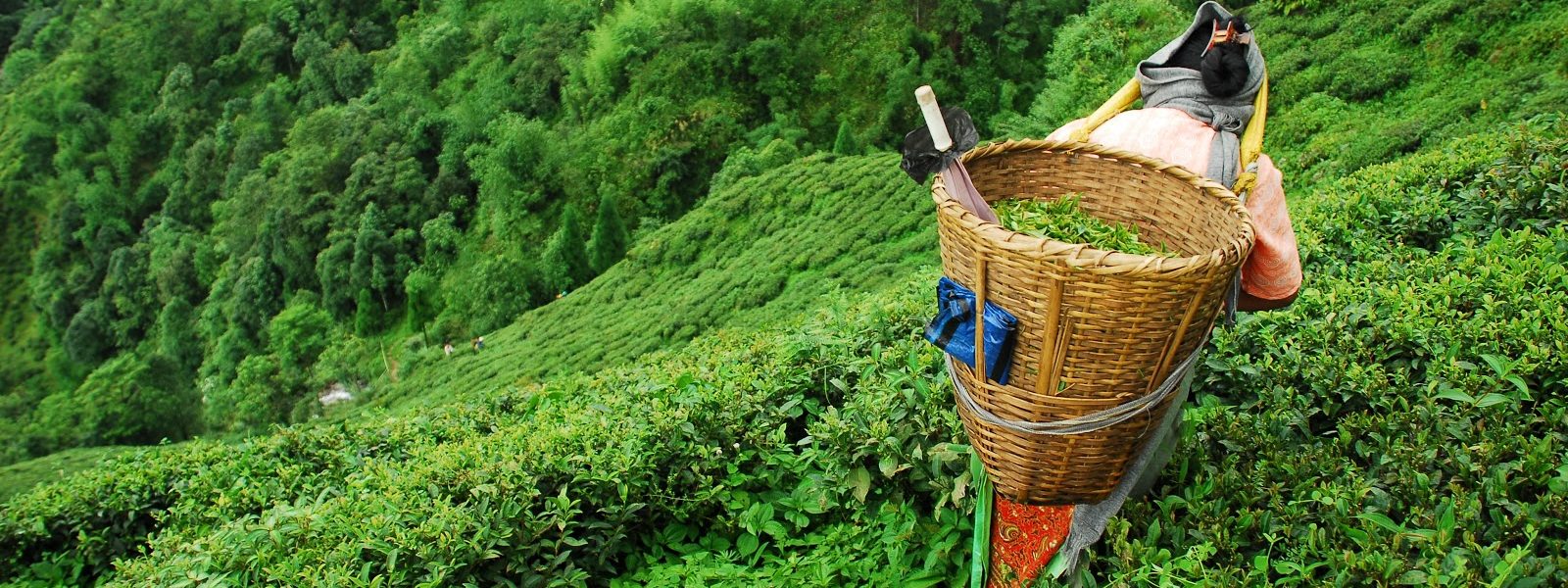 darjeeling-tea-garden-min Best Places To Visit in Darjeeling