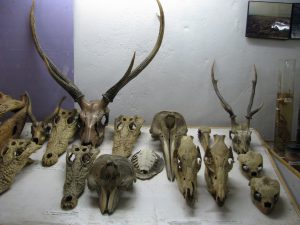 bhitarkanika national park