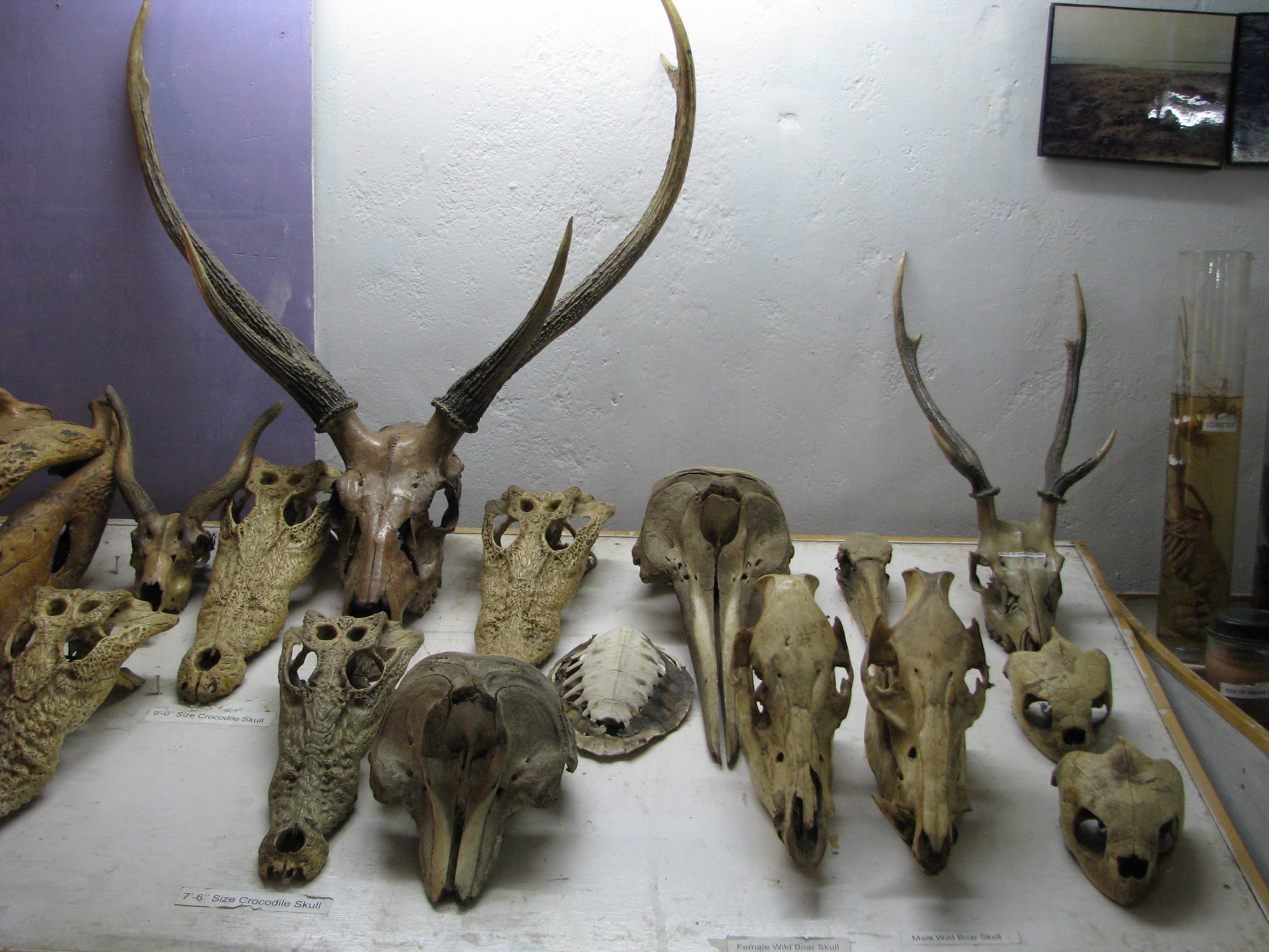 bhitarkanika national park